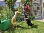 Impression 1 - Ein Paradies für Kinder Haus Pool, Wintergarten, Loungebereich, Grundstück teilbar, SG ausbaufähig