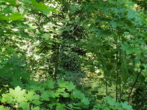 Blick auf die Rednitz - VERKAUFT!!!! Verwirklichen Sie Ihre Träume! Grundstück mit Blick auf die Rednitz.