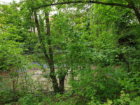 Garten Schwimmteich