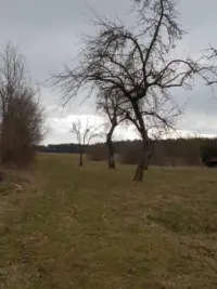Streuobstwiese