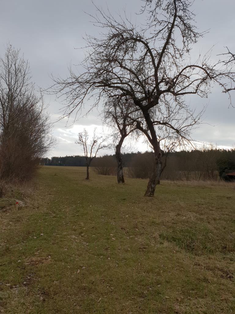 Streuobstwiese