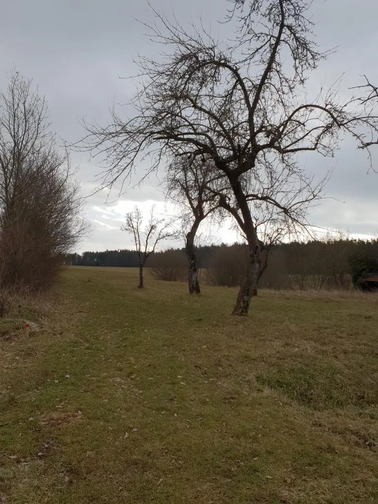 Streuobstwiese
